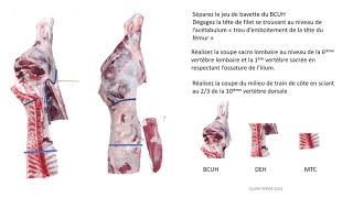 la separation nationale du bovin adulte [upl. by Lupien]