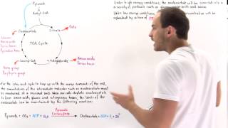 Replenishing Oxaloacetate in Citric Acid Cycle [upl. by Dougie746]