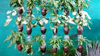 How to Make A Hanging disposable Bottle Garden [upl. by Roselyn]