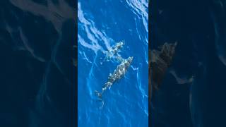 Spinner Dolphins in Maui [upl. by Solana]