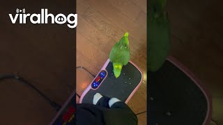 Parrot Steps on Vibration Plate  ViralHog [upl. by Aicrop]