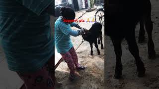 yadavdairyfarm dairy dairyfarm viralvideo short new trending viralvideo [upl. by Aneerak]