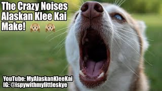 Alaskan Klee Kai Crazy noises my Mini Huskies make [upl. by Macswan]