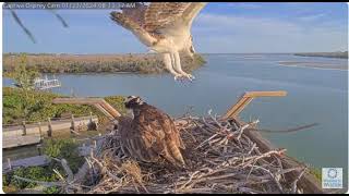 captiva osprey jan23 2024 [upl. by Hanima]