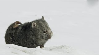 Cute Baby Wombat finds some Food  Seven Worlds One Planet  BBC Earth [upl. by Naig]