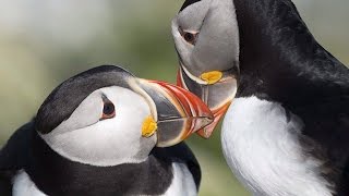 East Coast island offers up close visit with colourful puffins [upl. by Nosimaj]