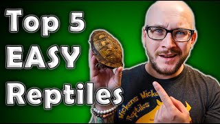 Top 5 Low Maintenance Easiest Least Time Consuming Reptiles [upl. by Perlis]