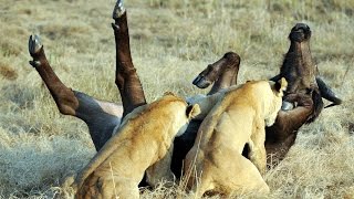 Epic Ambush  Lions Attack Buffalo  Duba Plains [upl. by Enaujed222]