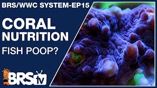 Ep15 What do corals eat and how do I feed corals Answer  The BRSWWC System [upl. by Atterol829]