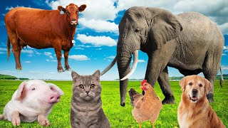 Farm animal sounds cows chickens ducks dogs cats Animal moments [upl. by Eibbob]