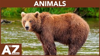 A to Z of Animals  ABC of Animals  Animals starting with [upl. by Adraynek]