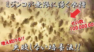 ミジンコを10匹から数か月で数万匹に増やす方法【メダカ屋外ビオトープ飼育の餌に最適】 [upl. by Borrell97]