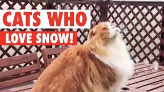 Cats See Snow For The First Time  Let It Snow [upl. by Silirama]