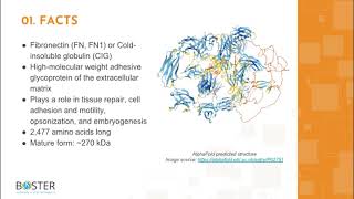 Learn FN1 in 3 minutes  Fibronectin FN CIG [upl. by Legnaleugim15]