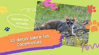 10 datos sobre los Cacomixtles [upl. by Haakon80]