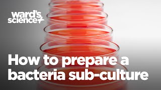 How to Prepare a Bacteria SubCulture [upl. by Nwahsyt]