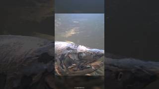 This fish is a zombie  animal video The Bizarre Phenomenon of Zombie Salmon [upl. by Lederer491]