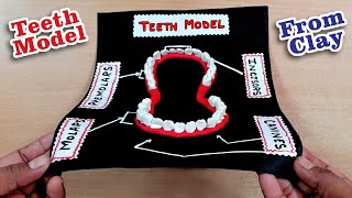 Very Easy Teeth Model Making  Teeth Model Using Clay  Teeth Model Making Using Clay [upl. by How]