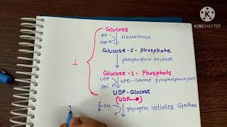 glycogenesis।। ग्लाइकोजेन का बनना।। in Hindi amp English [upl. by Nodgnal394]