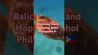 SNORKELING AT BALICASAG ISLAND HOPPING BOHOL rajputadventurebohol bohol philippines travel [upl. by Auhsuj]