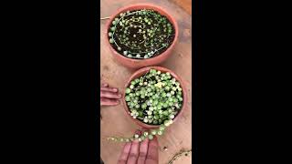 How to Propagate Senecio Rowleyanus quotString of Pearlsquot [upl. by Alema496]