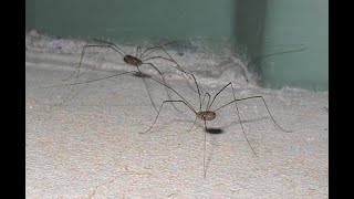 ¿Qué son los opiliones Los opiliones no son arañas 🕷 curiosidades sobre ellos [upl. by Arnaud]