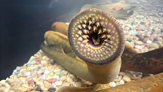 Lamprey 🩸 The BLOODSUCKER Monster of the River [upl. by Notneuq578]