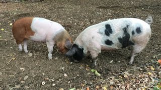 How We Raise Pigs in the Woods  Forest Raised Pork [upl. by Hamford]