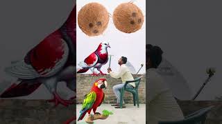 Rounding coconuts to Parrot Pigeon Peacock Duck Birds names magic video [upl. by Rickie15]