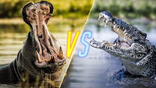 Hippo VS Crocodile [upl. by Anelaj]