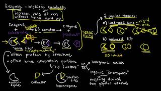 BIOCHEM 18  Enzymes Basics Structure and Function [upl. by Yelekreb493]