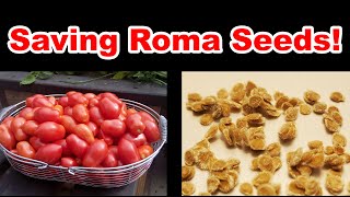 Saving Roma Tomato Seeds For Next Year [upl. by Adnawaj]