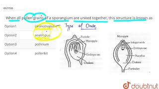 When all pollen grains of a sporangium are united together this structure is known as [upl. by Langham]