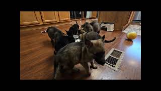 Litter of German Shepherd Puppies playing and eating in the house Zauberberg K9 Academy [upl. by Ahseekat]