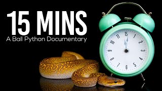 15MINS  A Ball Python Documentary [upl. by Raquel15]