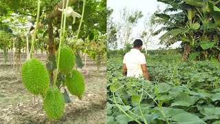 Spine qourd KantolaKakrol  Vegetable farming pocassingCall6297271778 [upl. by Eelyah]