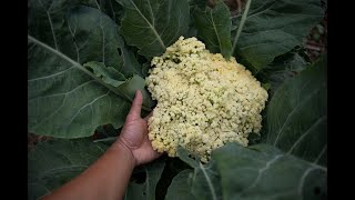 Fioretto 70 LooseSprouting Cauliflower [upl. by Bencion]