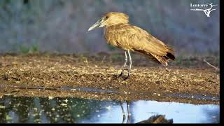 Ever Wondered Which Bird Was The Early Bird Its The Hamerkop [upl. by Ina]