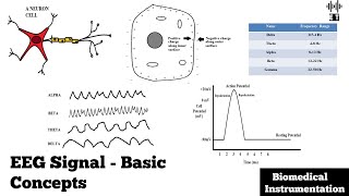 Electroencephalogram EEG Signal  Basic Concepts  Biomedical Instrumentation [upl. by Noirda]