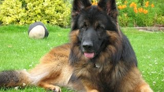 Belgian Shepherd Dog Tervuren [upl. by Delila]