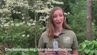 Plant for Pollinators Challenge  Cincinnati Zoo [upl. by Notsur]