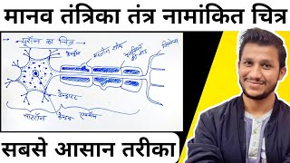 तंत्रिका तंत्र का नामांकित चित्र  neuron diagram class 10  tantrika tantra ka chitra  science [upl. by Baiss]