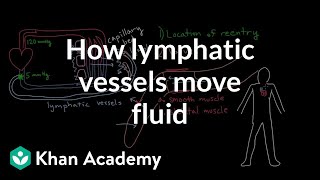 How lymphatic vessels move fluid  Lymphatic system physiology  NCLEXRN  Khan Academy [upl. by Ardiekal]