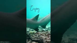 Maldives Adventure Tour Packages  Maldives Tourism  Sole Mono Pole [upl. by Ennaecarg]