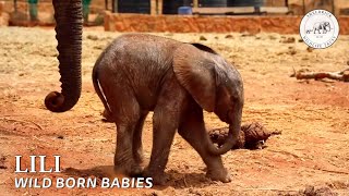 Loijuk has a baby girl  Sheldrick Trust [upl. by Alehtse572]