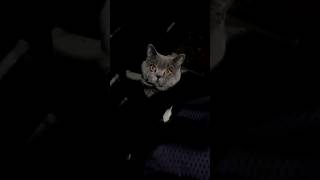 night kitter vs day kitter britishshorthair cat funny britishcat cute day night [upl. by Emmalee]