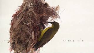 SUNBIRD  Nest building incubation feeding and chicks [upl. by Squier]