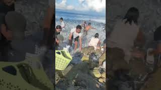 Panagsama Beach Nagsilabasan mga Isda trending viralvideo [upl. by Inihor]