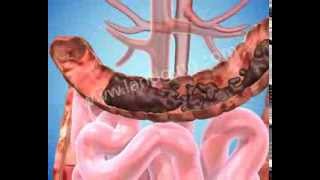 Digestive System Animation Colon [upl. by Mehta]