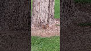 Squirrel Eats Peanut [upl. by Phillane]